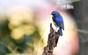Offrir un nid d’appoint à cet oiseau pas sage